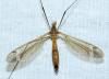 Tipula fascipennis